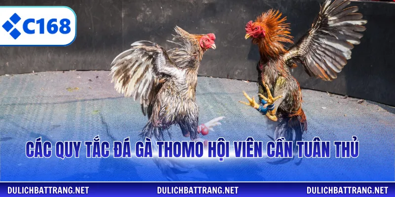 Các quy tắc đá gà thomo hội viên cần tuân thủ