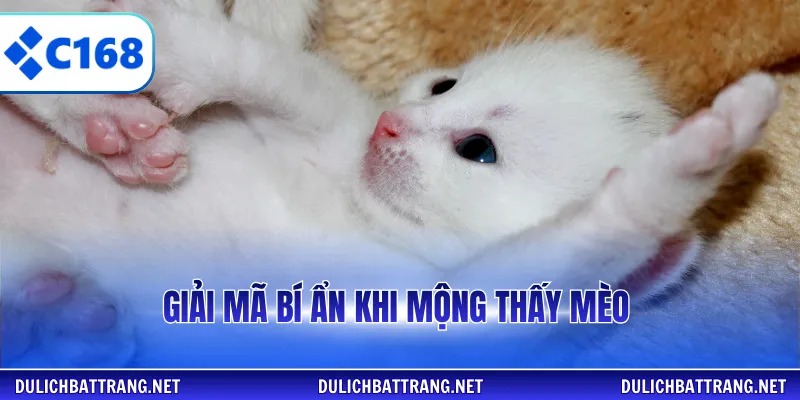 Giải mã bí ẩn khi mộng thấy mèo